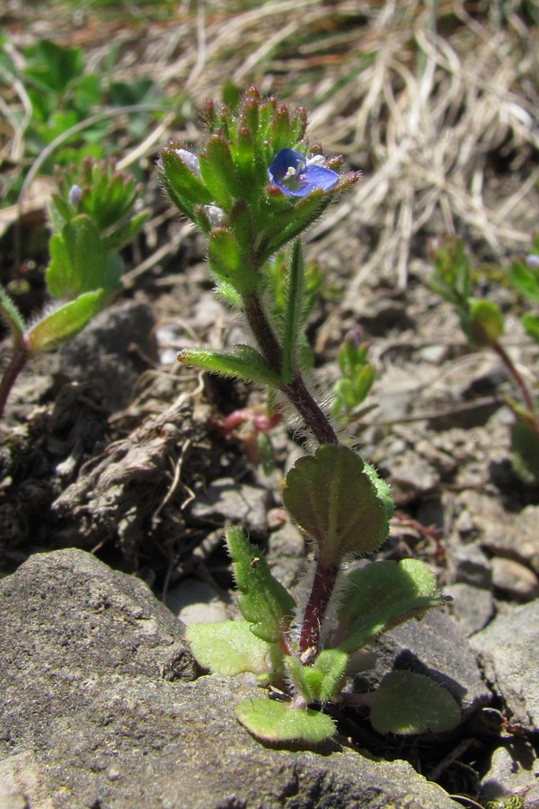 Image of Veronica arvensis specimen.