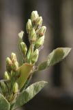 View full-size image Amelanchier spicata