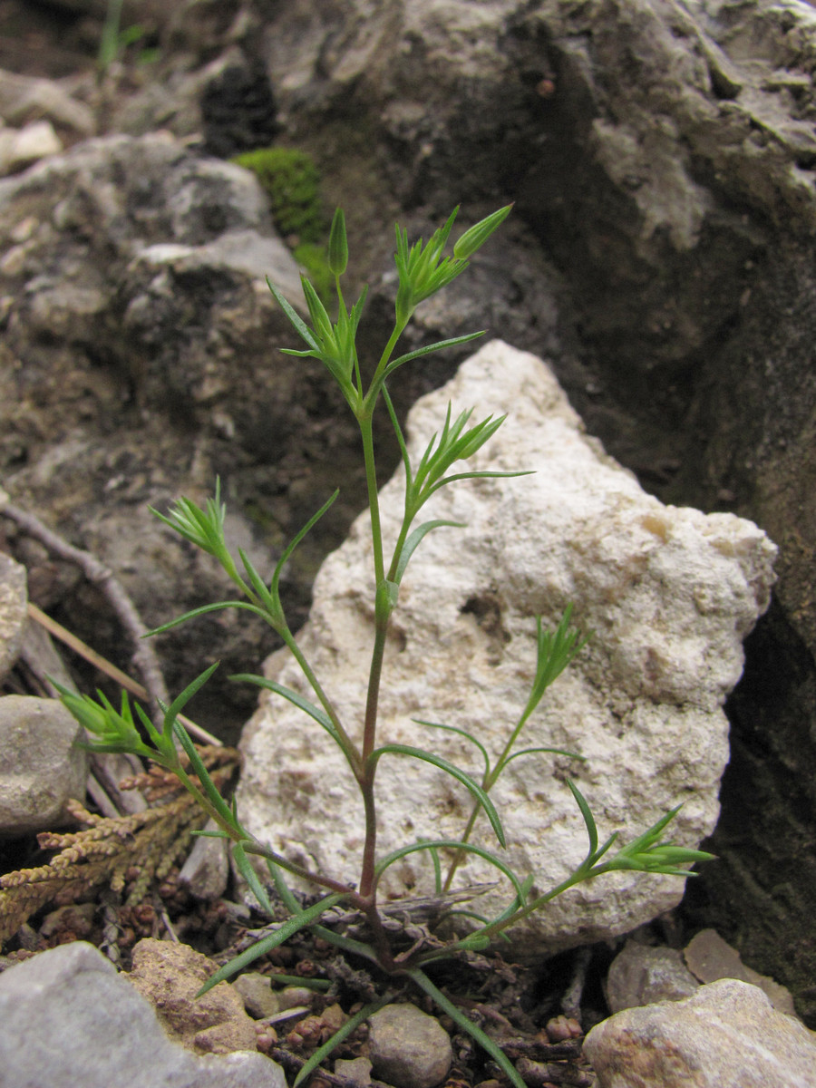 Изображение особи Minuartia pseudohybrida.