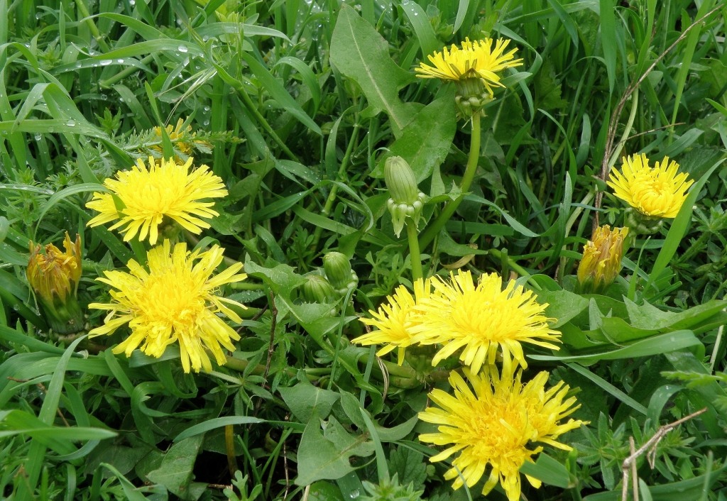 Image of genus Taraxacum specimen.