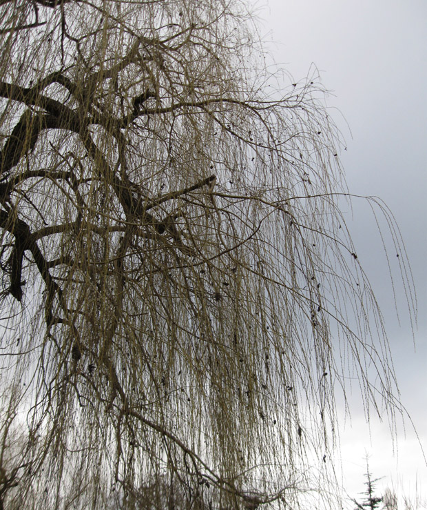 Image of Salix babylonica specimen.