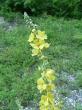 Verbascum lychnitis