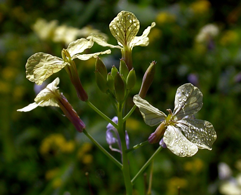 Image of Raphanus raphanistrum specimen.