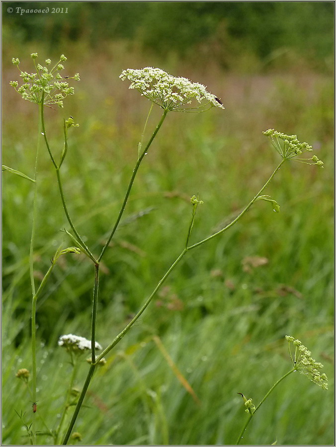 Image of Pimpinella saxifraga specimen.