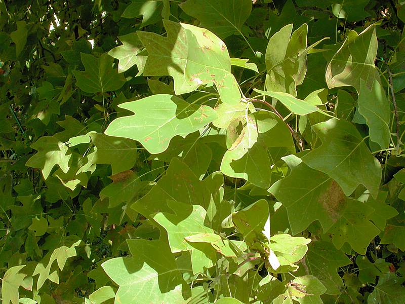 Image of Liriodendron tulipifera specimen.