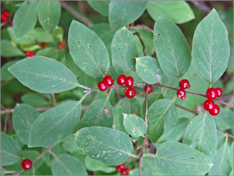 Image of Lonicera xylosteum specimen.