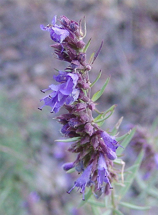 Image of Hyssopus angustifolius specimen.