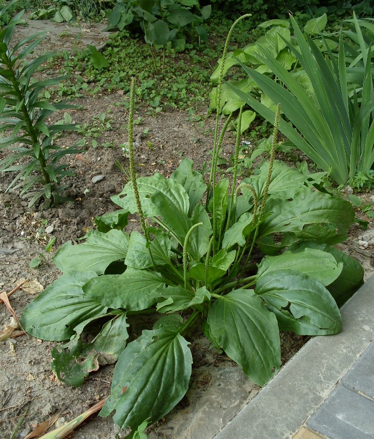 Изображение особи Plantago major.