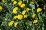 Taraxacum officinale. Цветоносные побеги с соцветиями. Московская обл., Раменский р-н, Хрипань, луг. 18.05.2008.