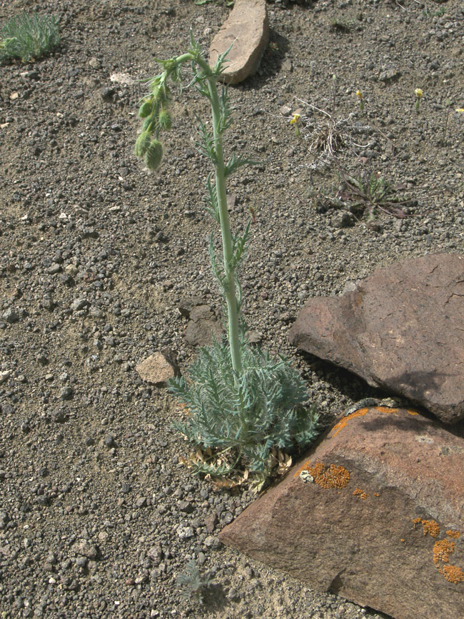 Image of genus Papaver specimen.