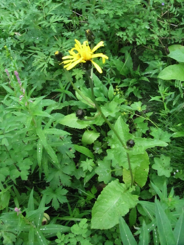 Image of Crepis sibirica specimen.