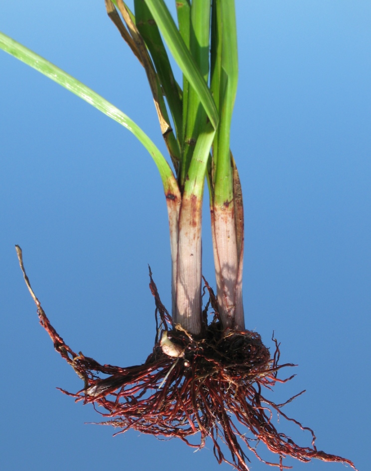 Image of Cyperus eragrostis specimen.