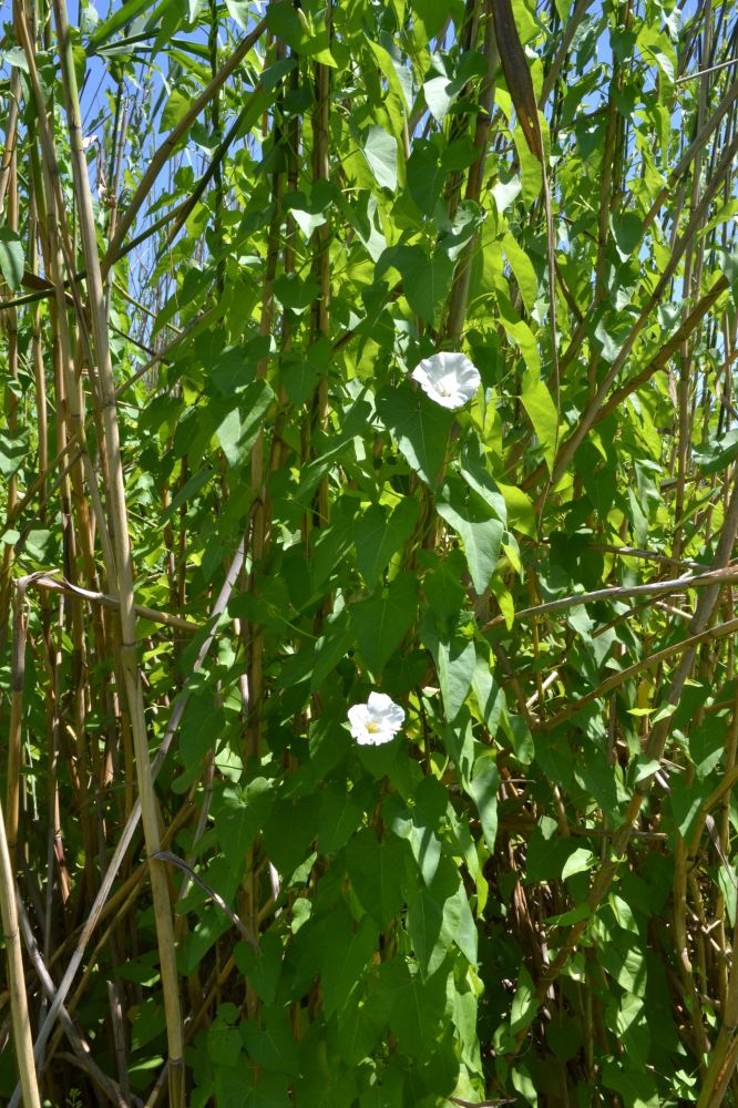 Image of Calystegia sepium specimen.