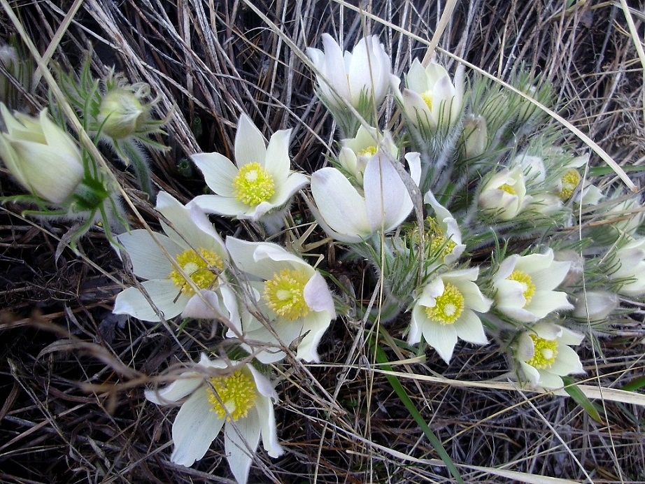 Изображение особи род Pulsatilla.