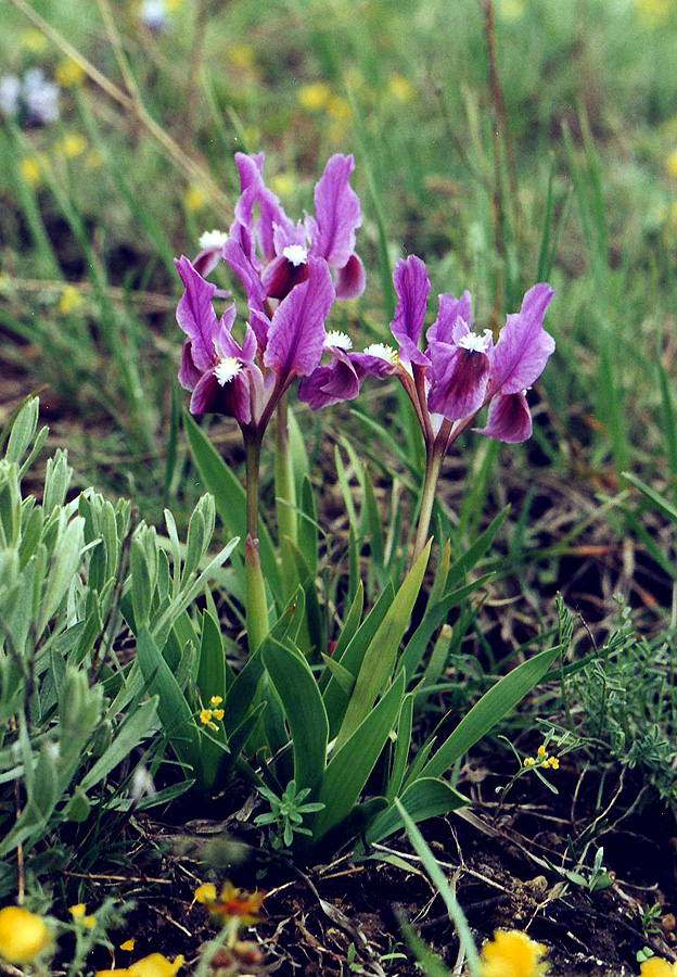 Изображение особи Iris pumila.