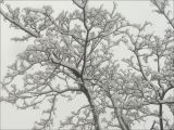 Acer pseudoplatanus. Ветви, покрытые снегом. Черноморское побережье Кавказа, г. Новороссийск, в культуре. 30 января 2012 г.