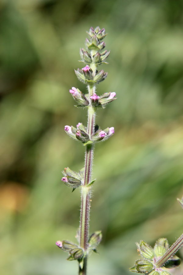 Изображение особи Salvia verbenaca.