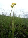 Tephroseris integrifolia