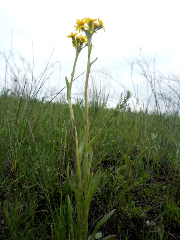 Image of Tephroseris integrifolia specimen.