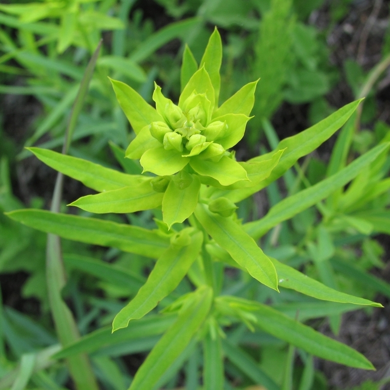 Изображение особи Euphorbia virgata.