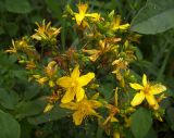 Hypericum perforatum. Соцветие. Курская обл., Железногорский р-н, пос. Каменец, ур. Жуковец. 30 июня 2007 г.