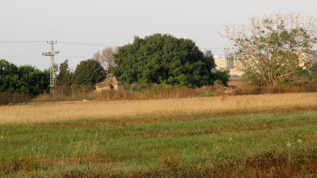 Image of Ficus benghalensis specimen.