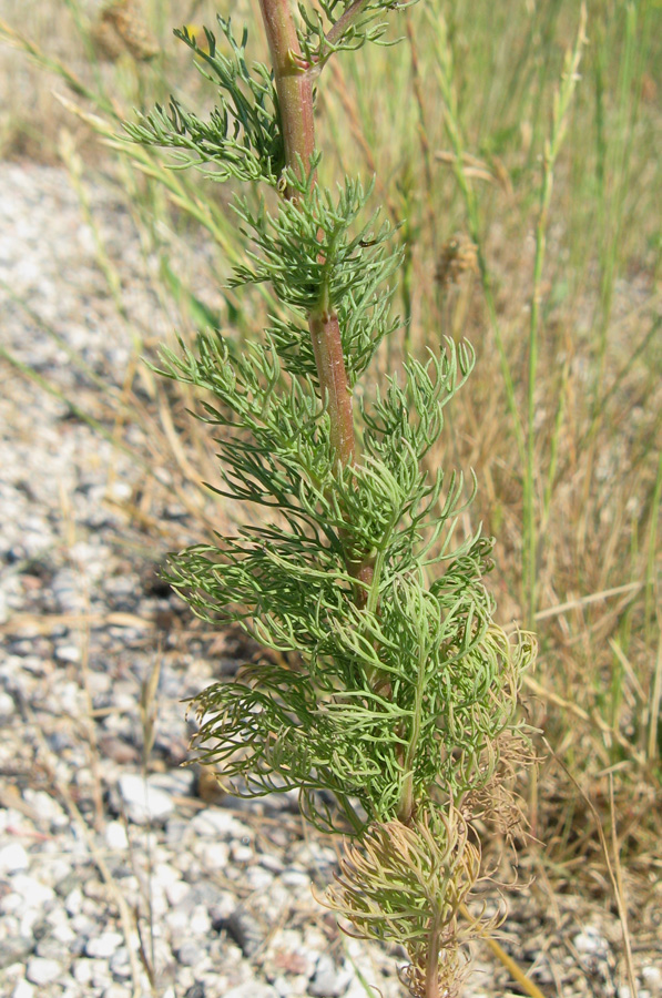 Image of Tripleurospermum inodorum specimen.