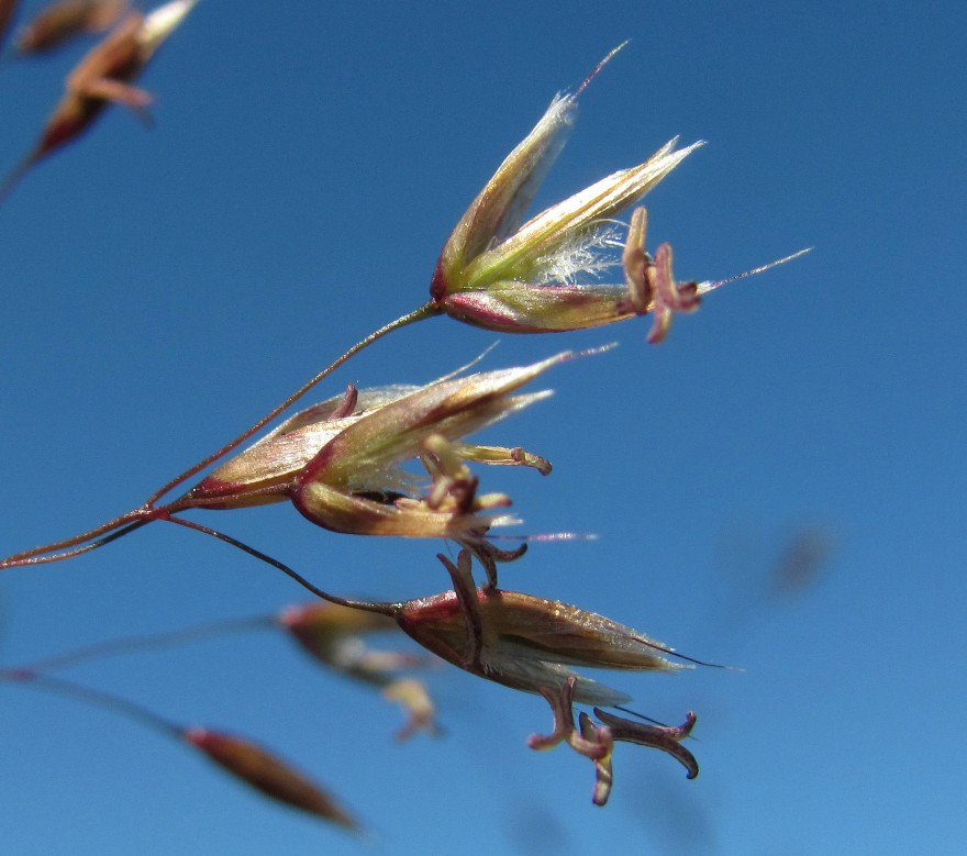 Image of Avenella flexuosa specimen.