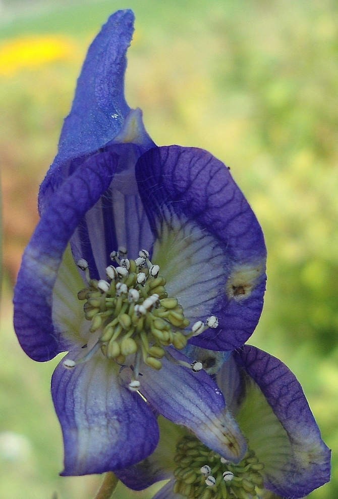 Image of Aconitum volubile specimen.