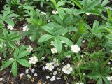 Potentilla alba. Цветущие растения. Украина, Киевская обл., Киево-Святошинский р-н, лесной заказник \"Жуков хутор\", опушка леса. 04.05.2010.