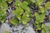 Sedum involucratum