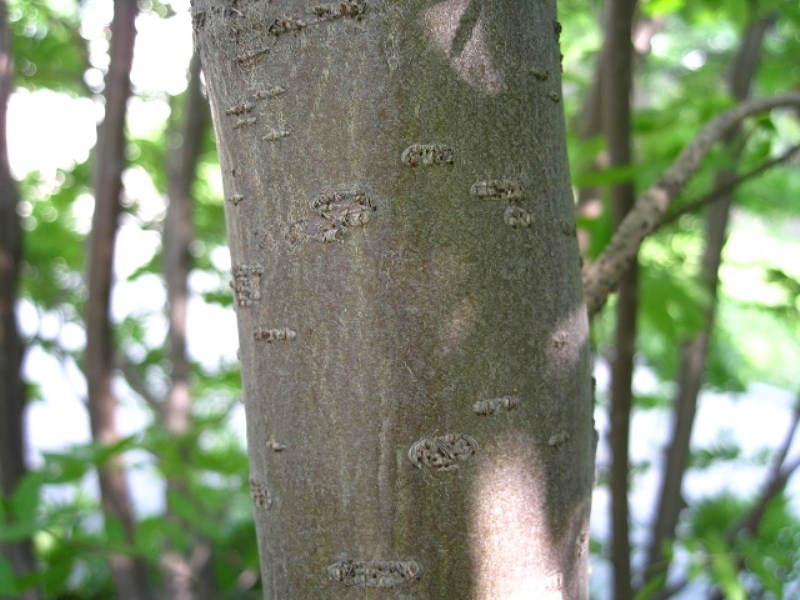 Изображение особи Sorbus commixta.