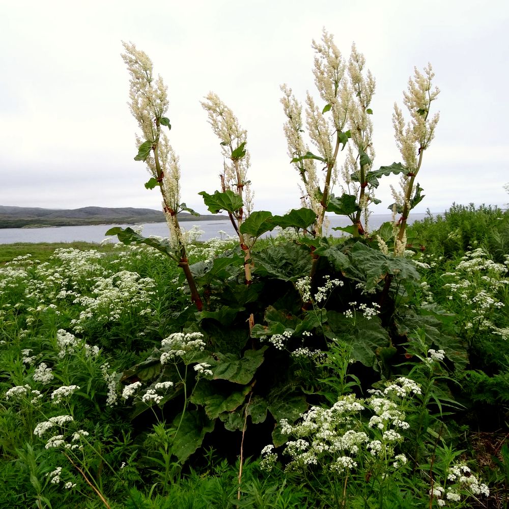 Изображение особи Rheum rhabarbarum.