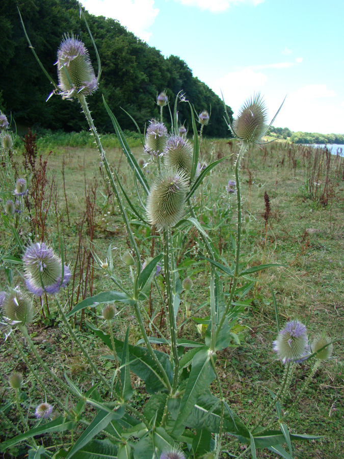 Изображение особи Dipsacus fullonum.