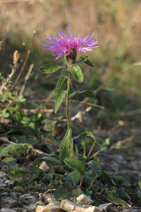 Image of Centaurea jacea specimen.