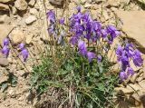 Campanula collina