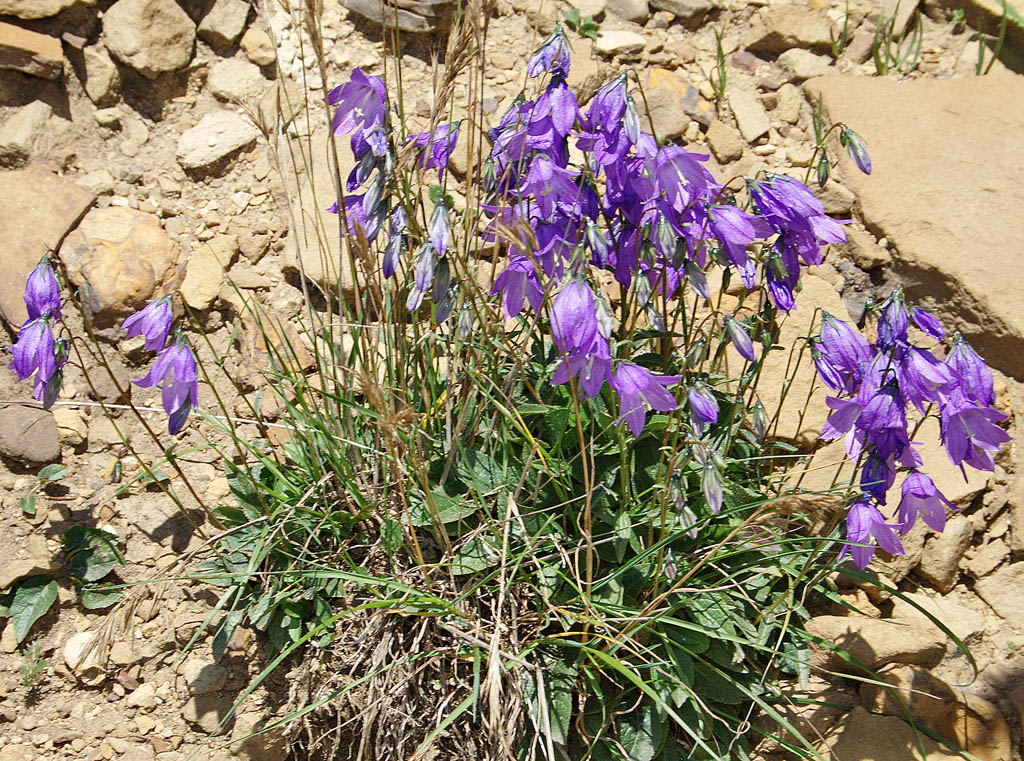 Image of Campanula collina specimen.