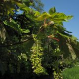 Acer pseudoplatanus. Верхушка ветви с соцветиями (пурпурнолистная форма). Нидерланды, Groningen, в городском озеленении. 5 мая 2007 г.