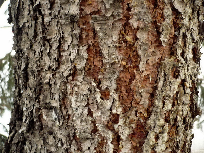 Image of Picea pungens f. glauca specimen.