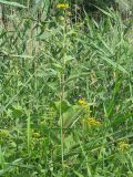 Inula helenium. Верхняя часть цветущего растения. Украина, г. Запорожье, пос. Солнечный, в зарослях тростника, возле воды. 28.06.2010.