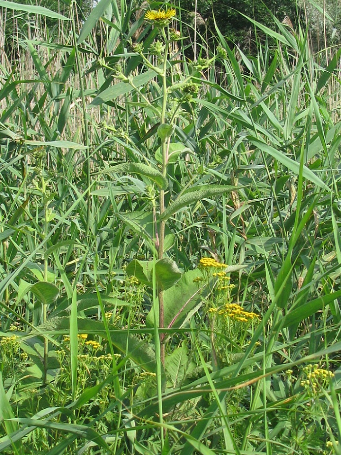 Изображение особи Inula helenium.