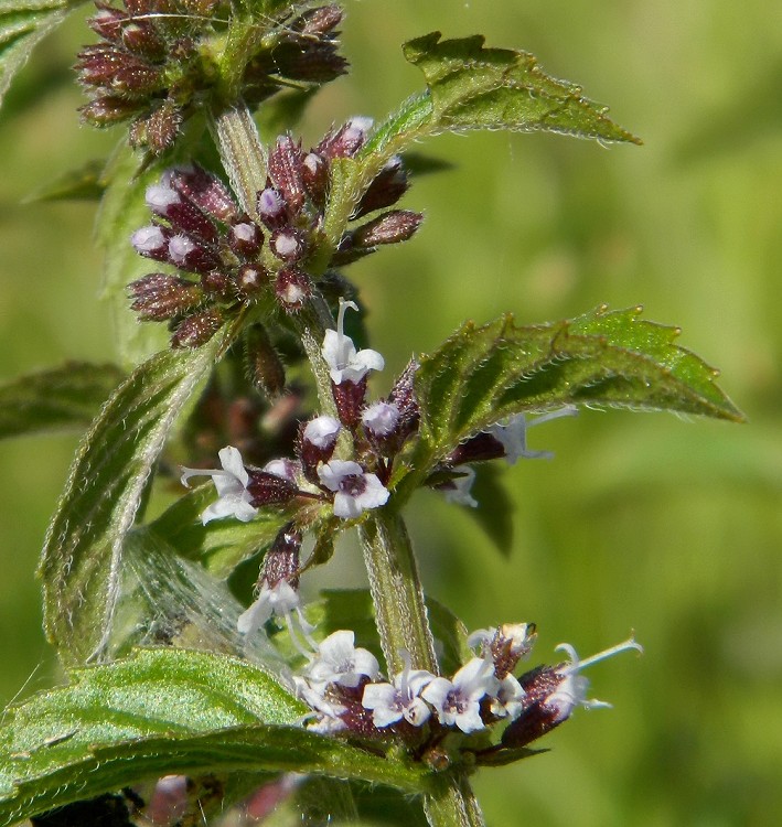 Image of Mentha arvensis specimen.