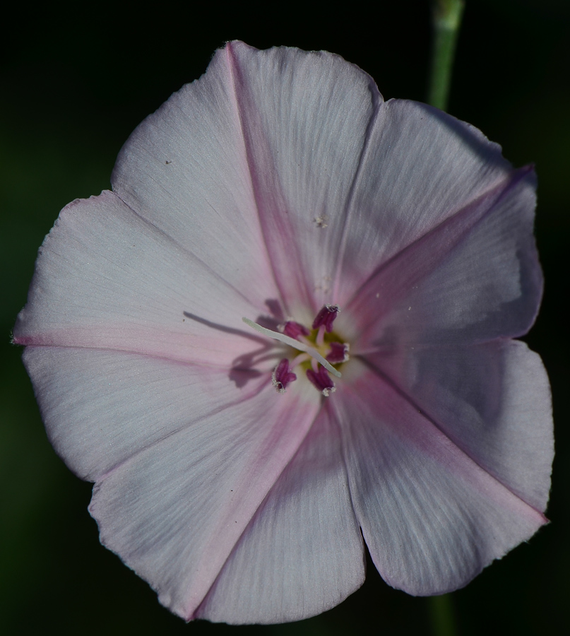 Image of Convolvulus dorycnium specimen.