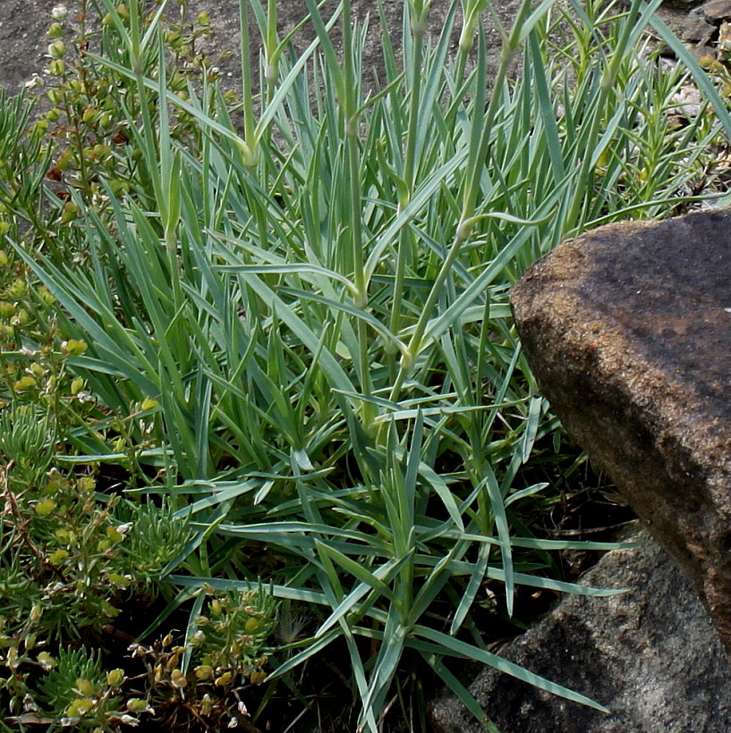 Image of genus Dianthus specimen.