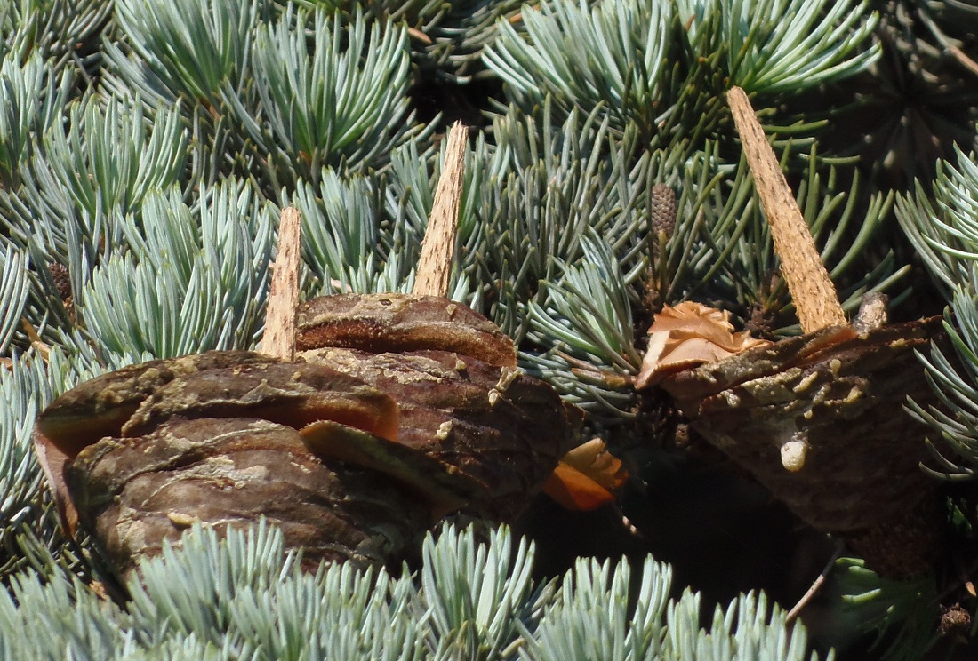 Image of Cedrus atlantica specimen.