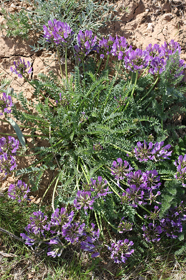 Image of Astragalus masenderanus specimen.