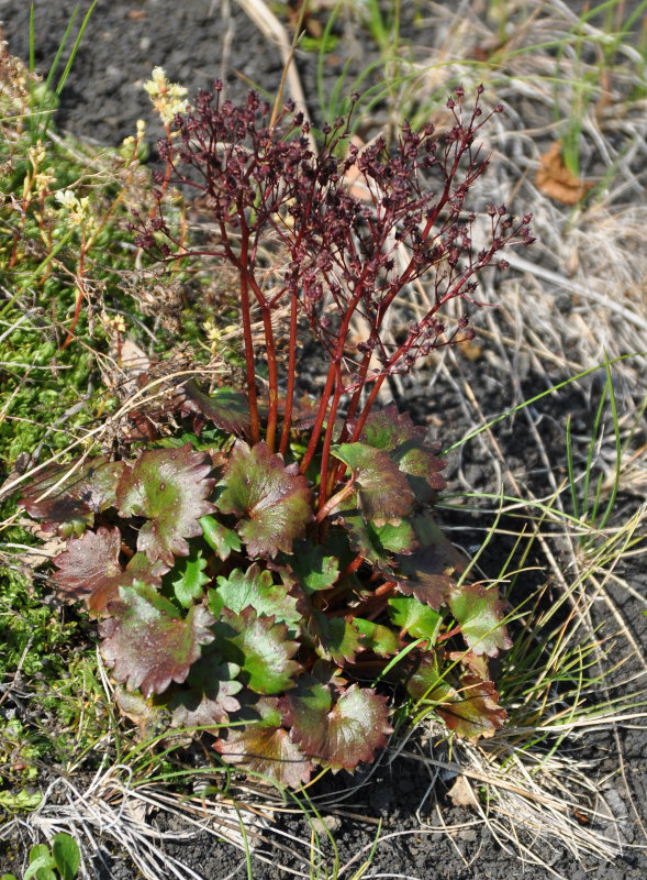 Image of Micranthes purpurascens specimen.