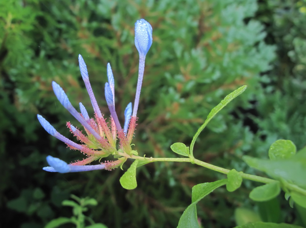 Изображение особи Plumbago auriculata.