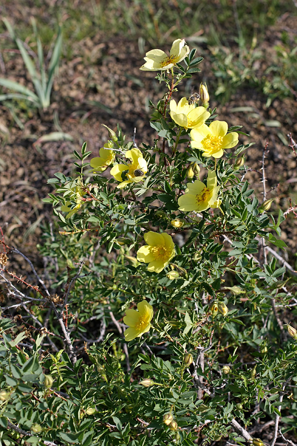 Image of Rosa kokanica specimen.