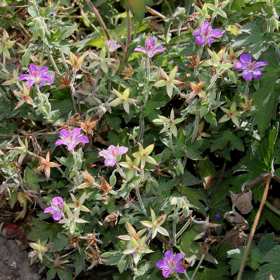 Изображение особи Geranium wlassovianum.